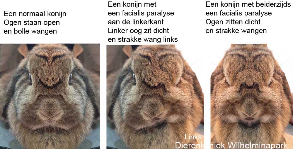 Een normaal konijn, een eenzijdige en een beiderzijdse facialis paralyse